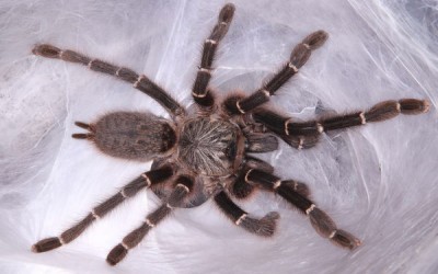 PTERINOCHILUS MURINUS DCF 